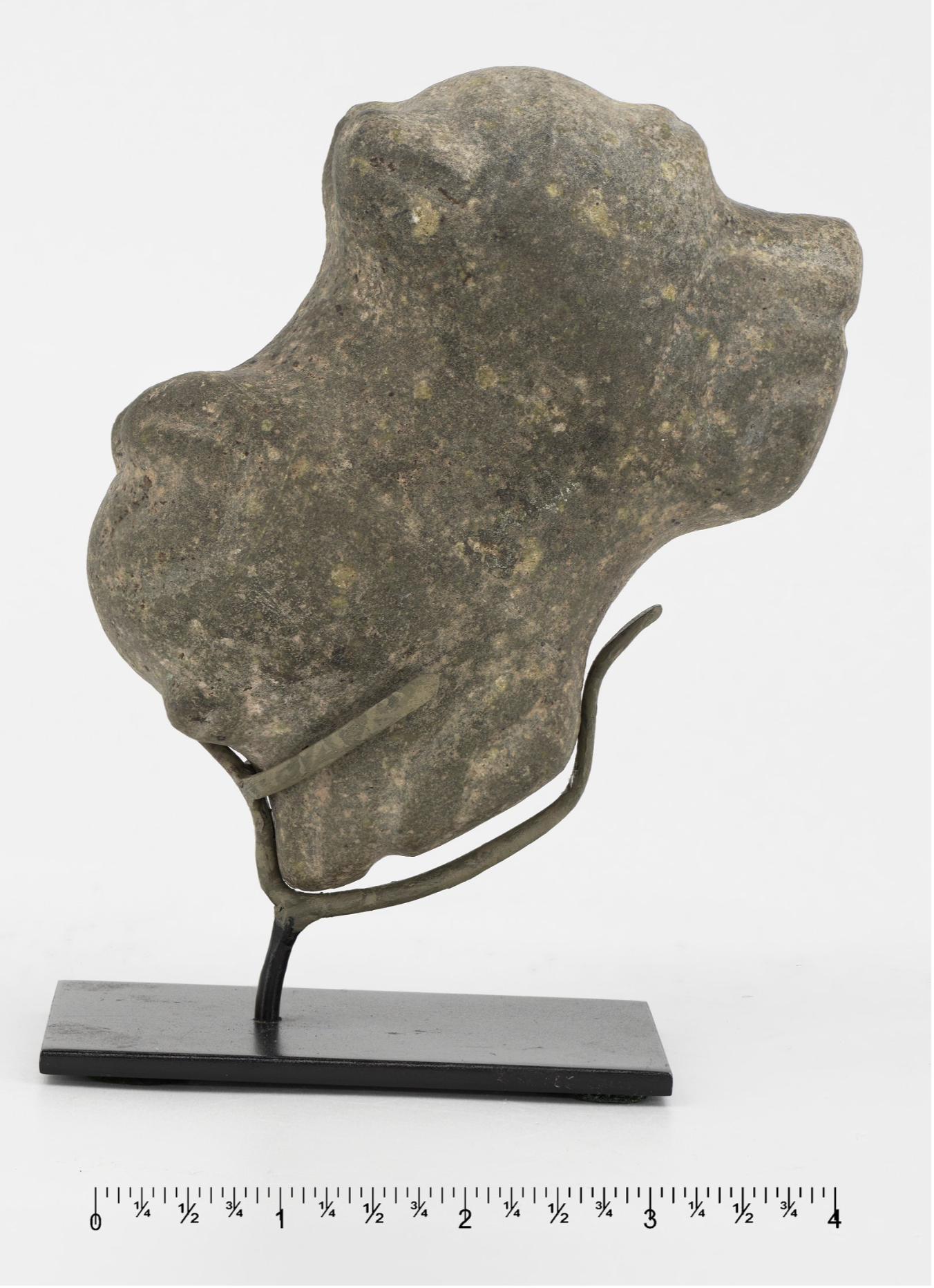 A carved stone animal head with a snout pointing to the right, the head of a macehead from Colima, Mexico.